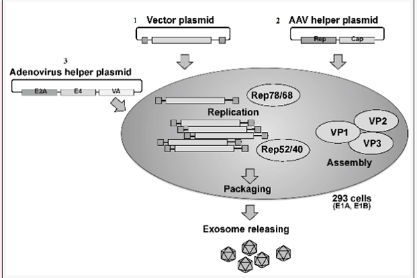 Multiplex digital PCR to detect the titer of recombinant adeno-associated virus (rAAV) viral genome copy number
