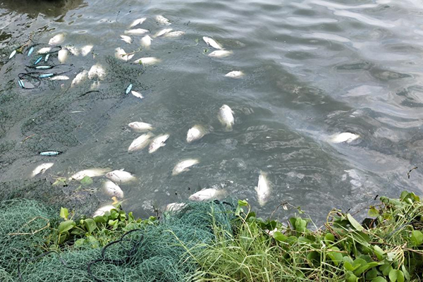 Pangaea super ​​8 - a powerful tool for detecting fish and shrimp diseases