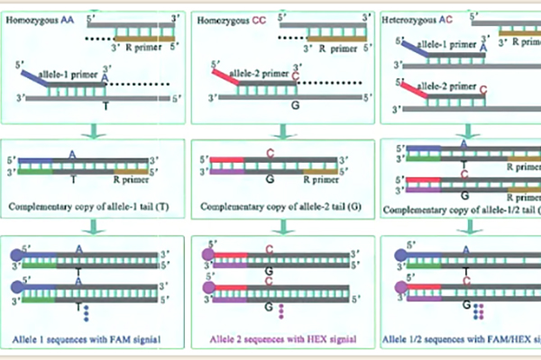 Learn how to perform KASP genotyping test using Pangu qPCR instrument in five minutes