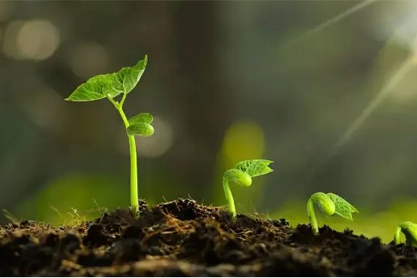 Plant one millet in spring and harvest ten thousand millets in autumn. Pangu quantitative analysis helps germplasm resource genomics research