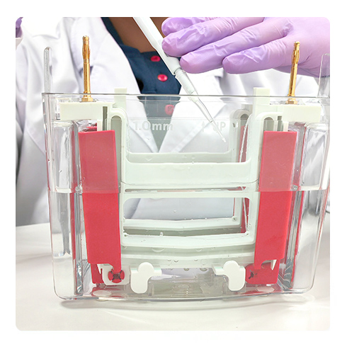 Western Blot