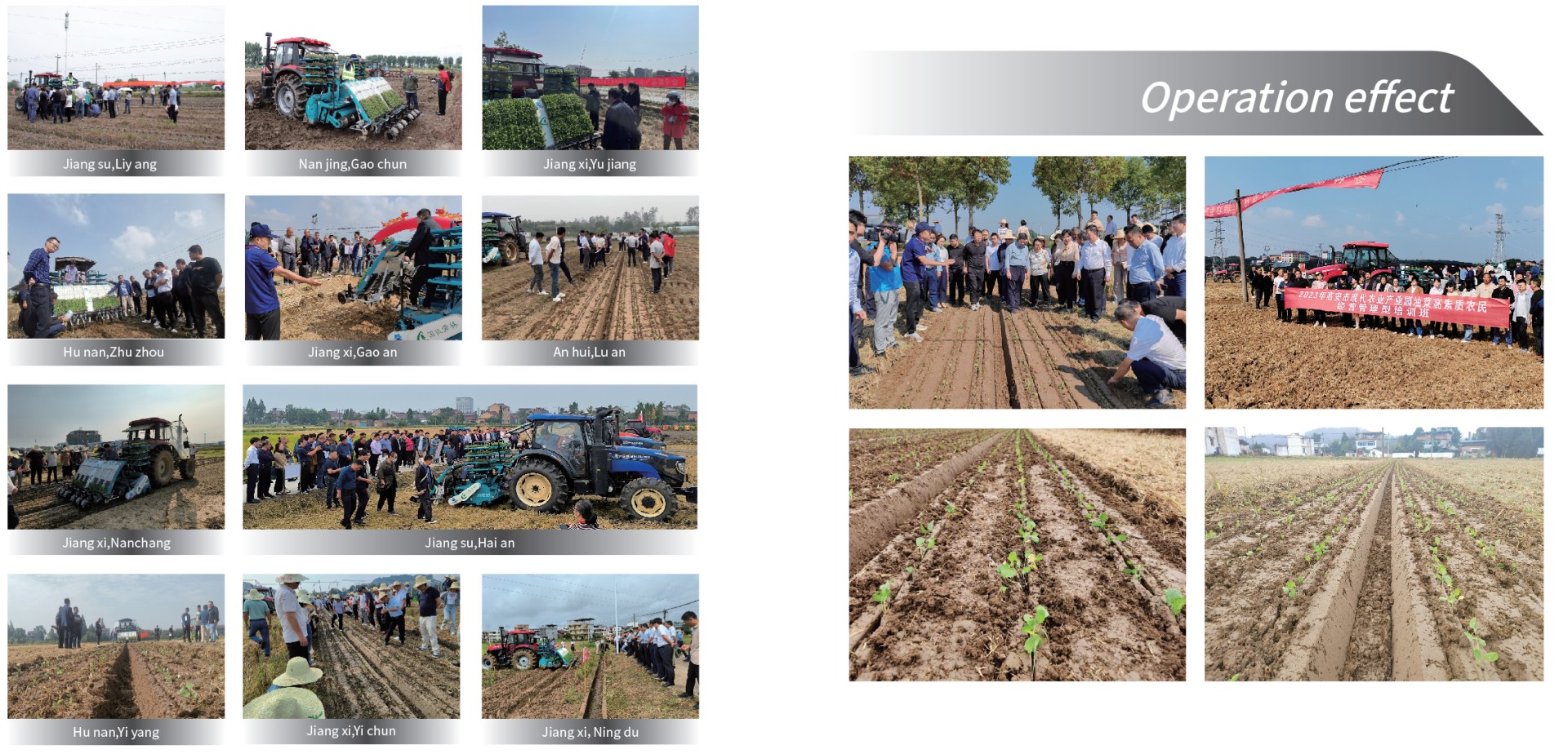 Operation effect of Oilseed rape blanket seedling combine transplanter